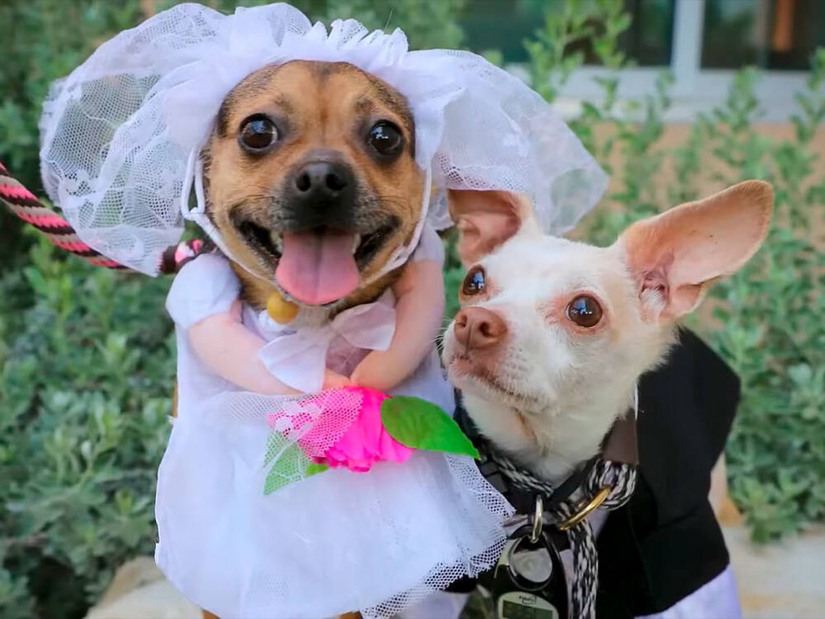Foto: La boda entre los dos chihuahuas (Youtube)