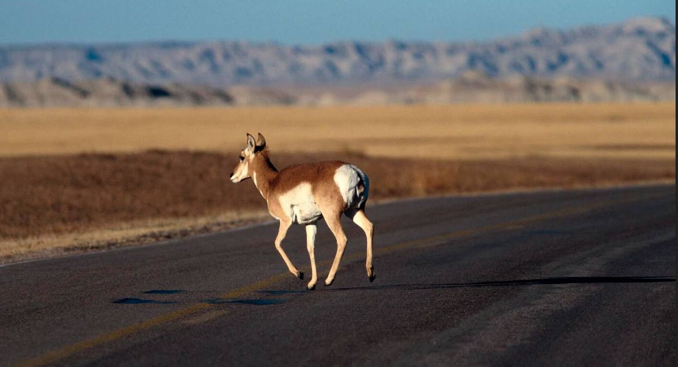 Las carreteras y las vallas de ganado han delimitado su hábitat, pues a pesar de ser rápidos, no son buenos saltadores. (Foto: Andoni Canela)