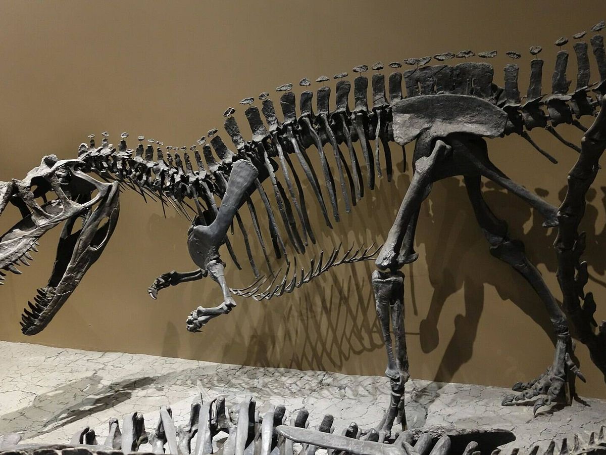 Foto: Montaje de un Ceratosaurus en el Museo de Historia Natural de Utah (Creative Commons)