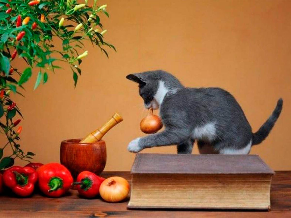 Foto: El tierno llanto viral de una gata mientras su dueña corta una cebolla (iStock)