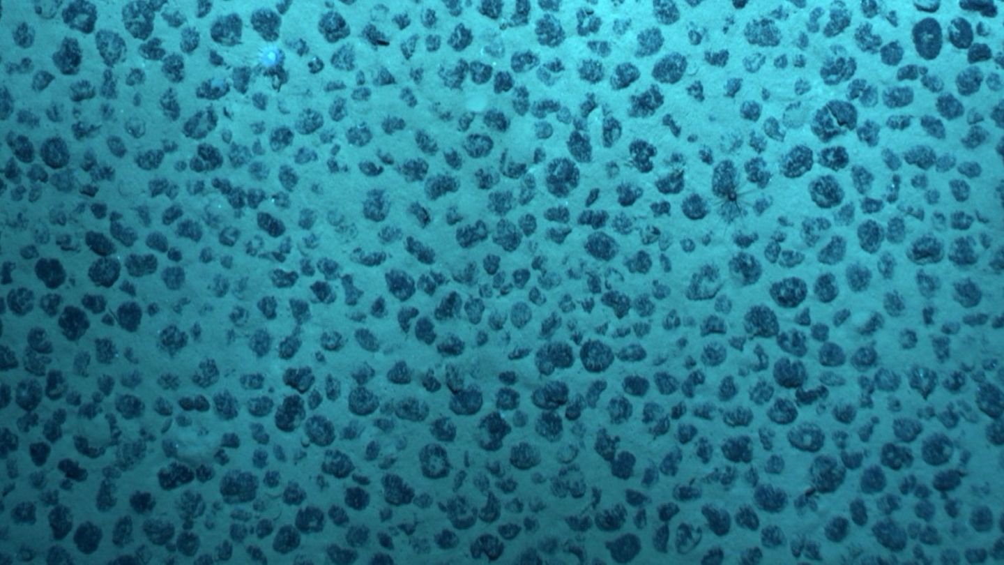 Nódulos polimetálicos en el fondo del océano. (Reuters)