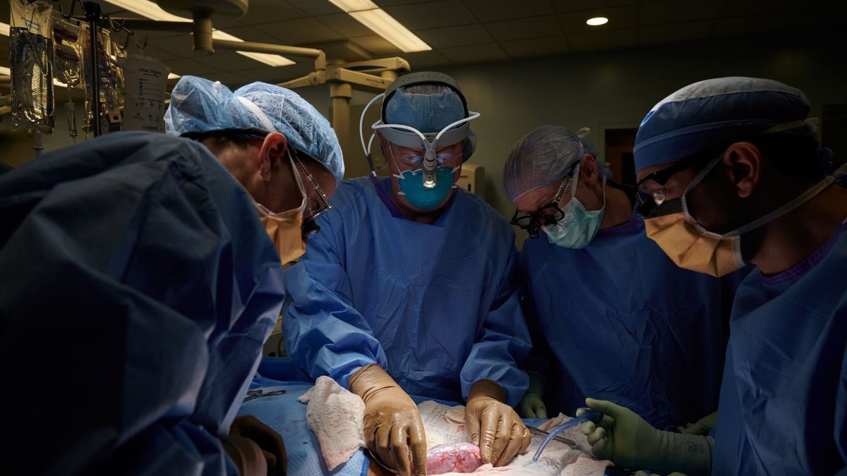 Fallece el paciente que recibió el primer trasplante de riñón de cerdo en Nueva York