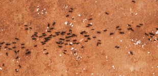 Post de Invasión de hormiga loca en España: esta es la ciudad costera donde ha vuelto esta especie casi extinta 