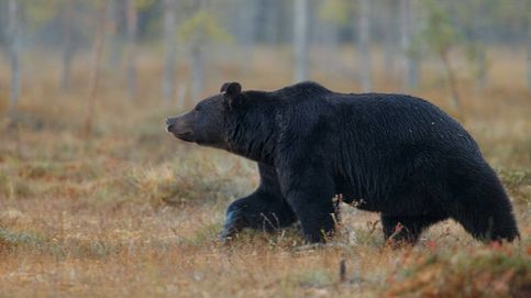 Dos osos mueren atropellados en apenas 10 días en la provincia de León