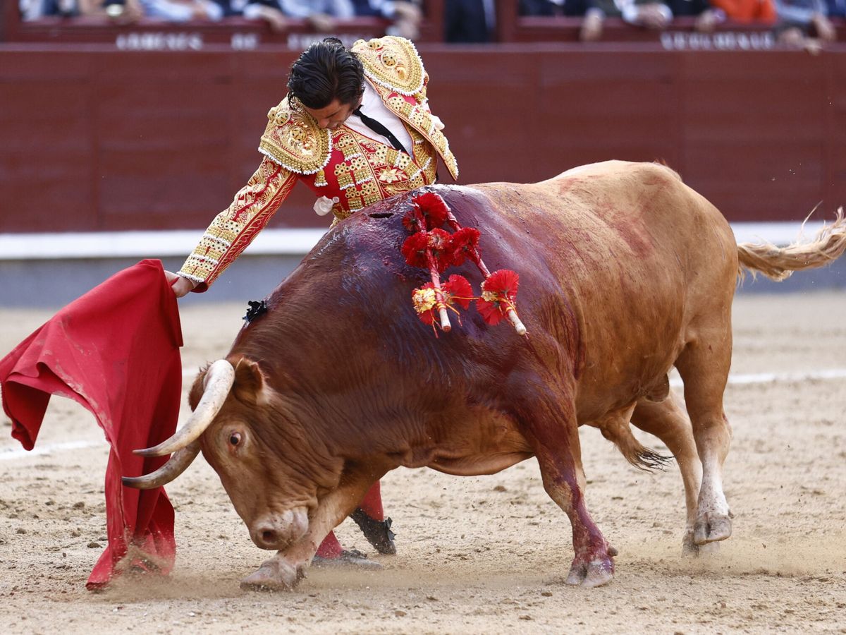 Foto: El diestro Morante de la Puebla da un pase a un toro durante la corrida de la Beneficencia de la Feria de San Isidro, presidida por Felipe VI. (EFE/Rodrigo Jiménez)