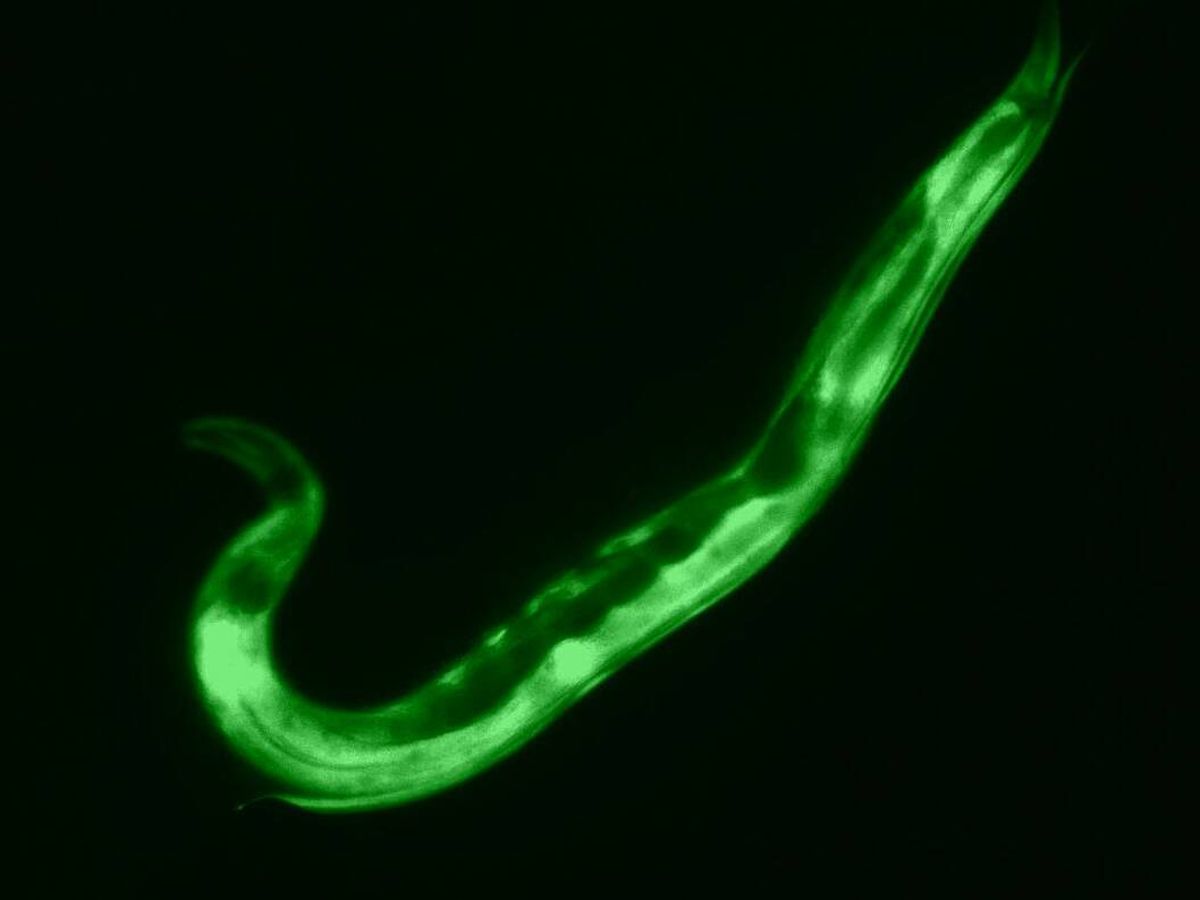 Foto: El gusano C. elegans. (Cedida)
