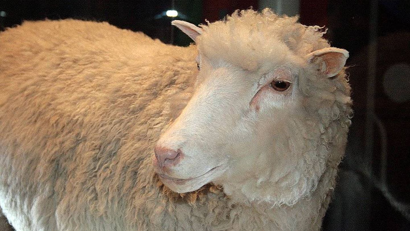 La oveja 'Dolly'. (Wikimedia Commons)