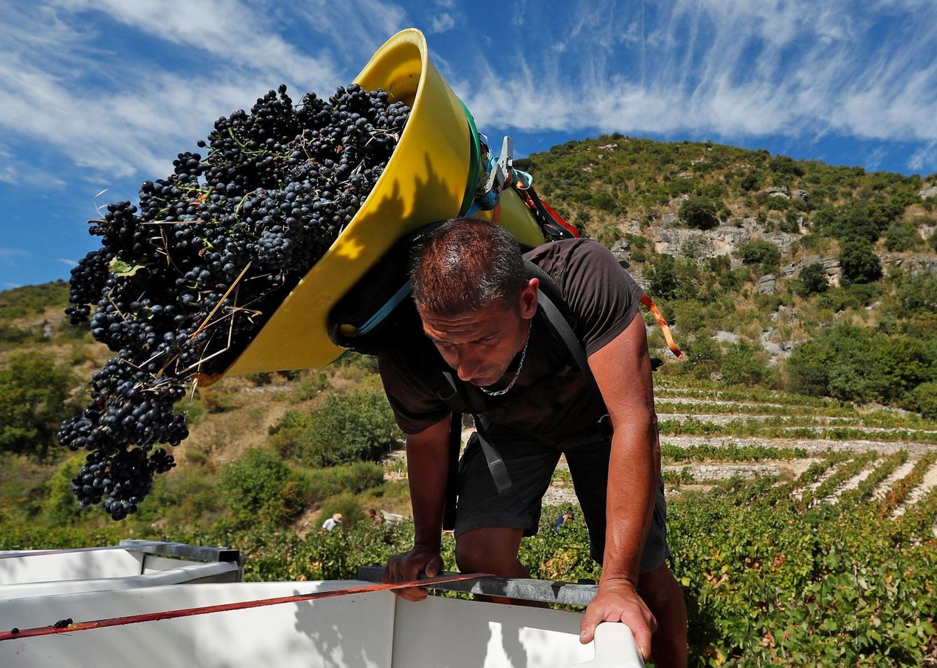 Un temporero descarga racimos de uva en un viñedo. (EFE)
