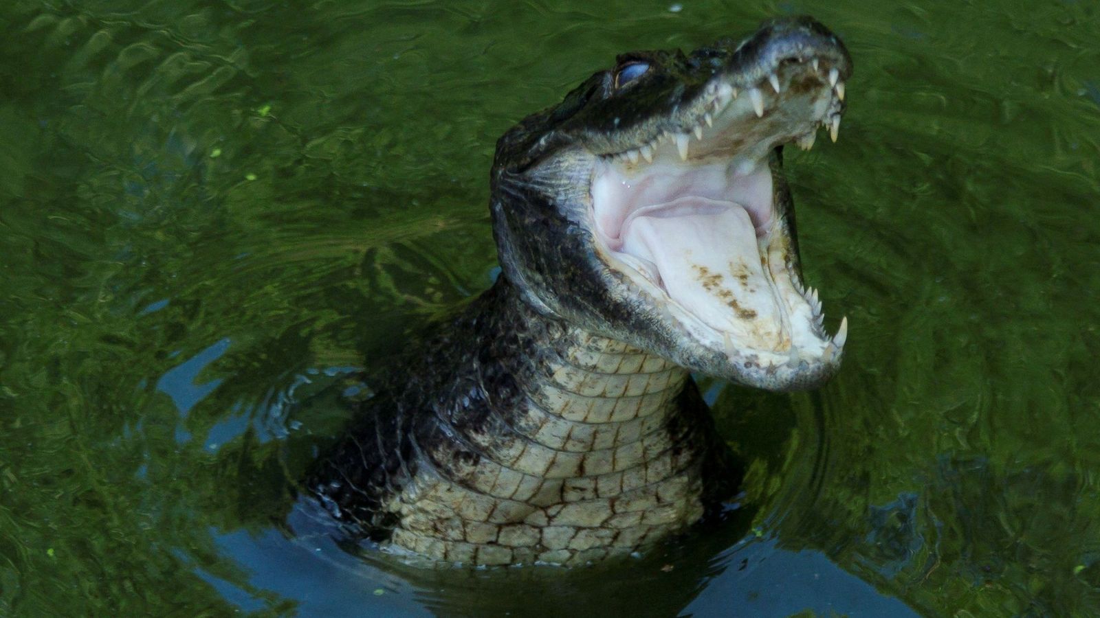 Foto: Los caimanes de Tennessee se enfrentan a un problema que ellos no han buscado (EFE/Ricardo Maldonado)
