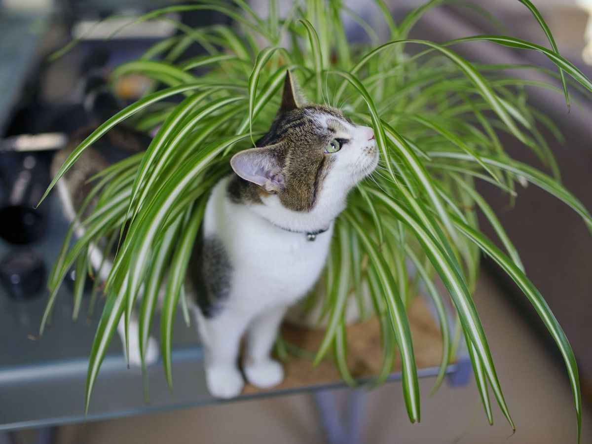 Foto: La flor de Pascua o los lirios son especies muy tóxicas para los gatitos (Imagen: iStock)