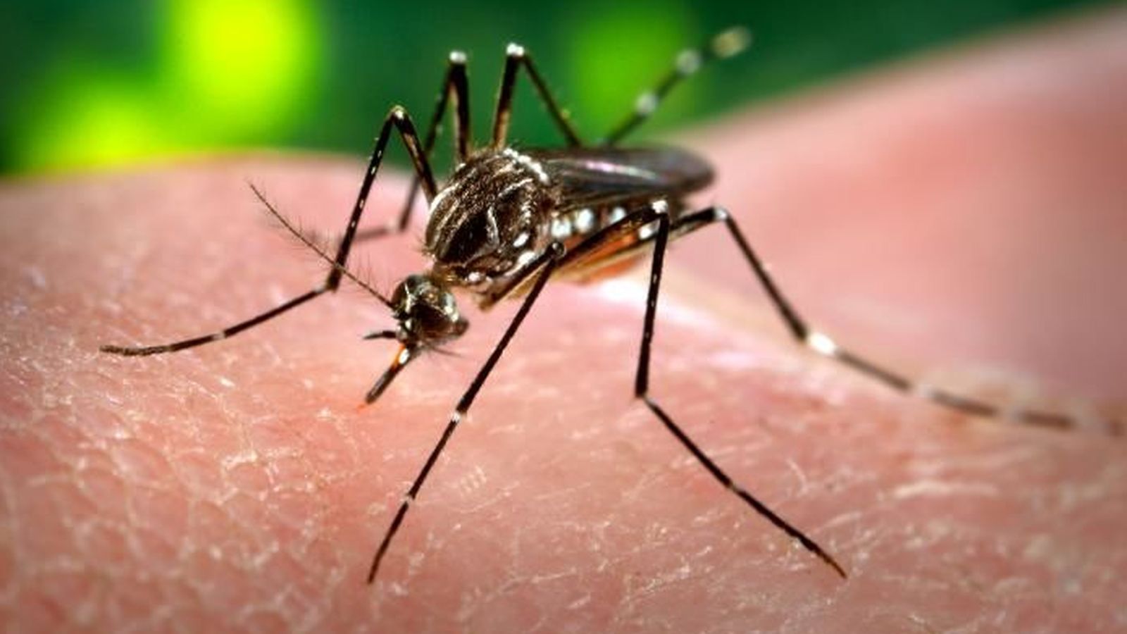 Foto: El 'aedes aegypti', el mosquito que transmite dicho virus. (CC/CDC)