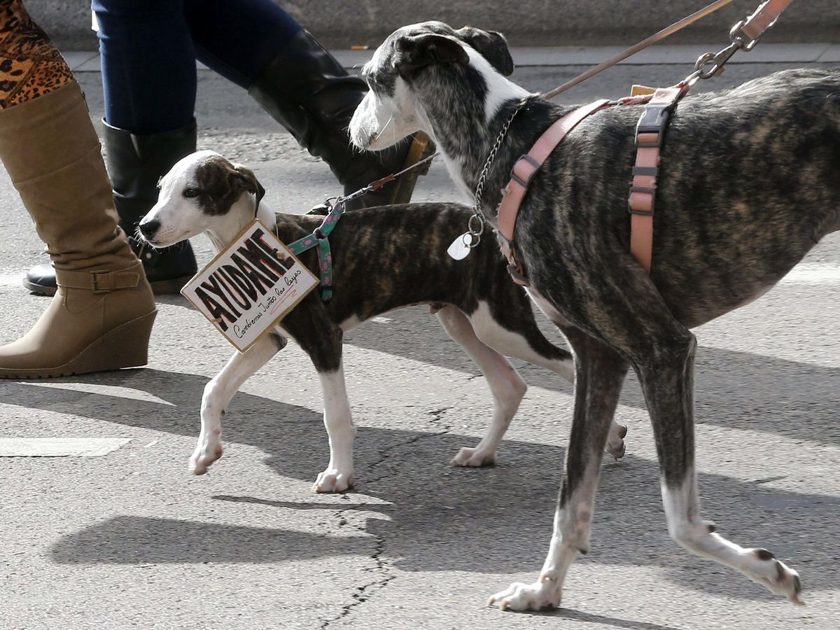 Foto: Varios perros a su paso por la calle Génova de Madrid. (EFE/Chema Moya)