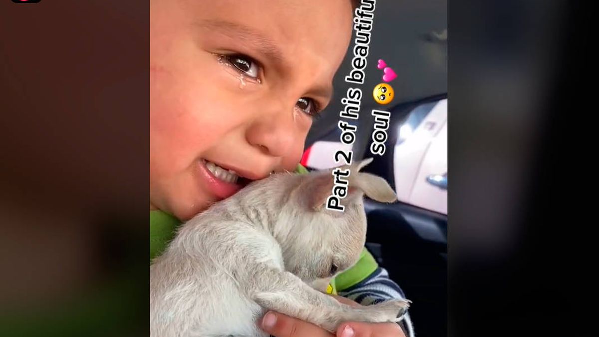 Un niño no puede reprimir las lágrimas al ver cómo vacunan a su mascota y se vuelve viral