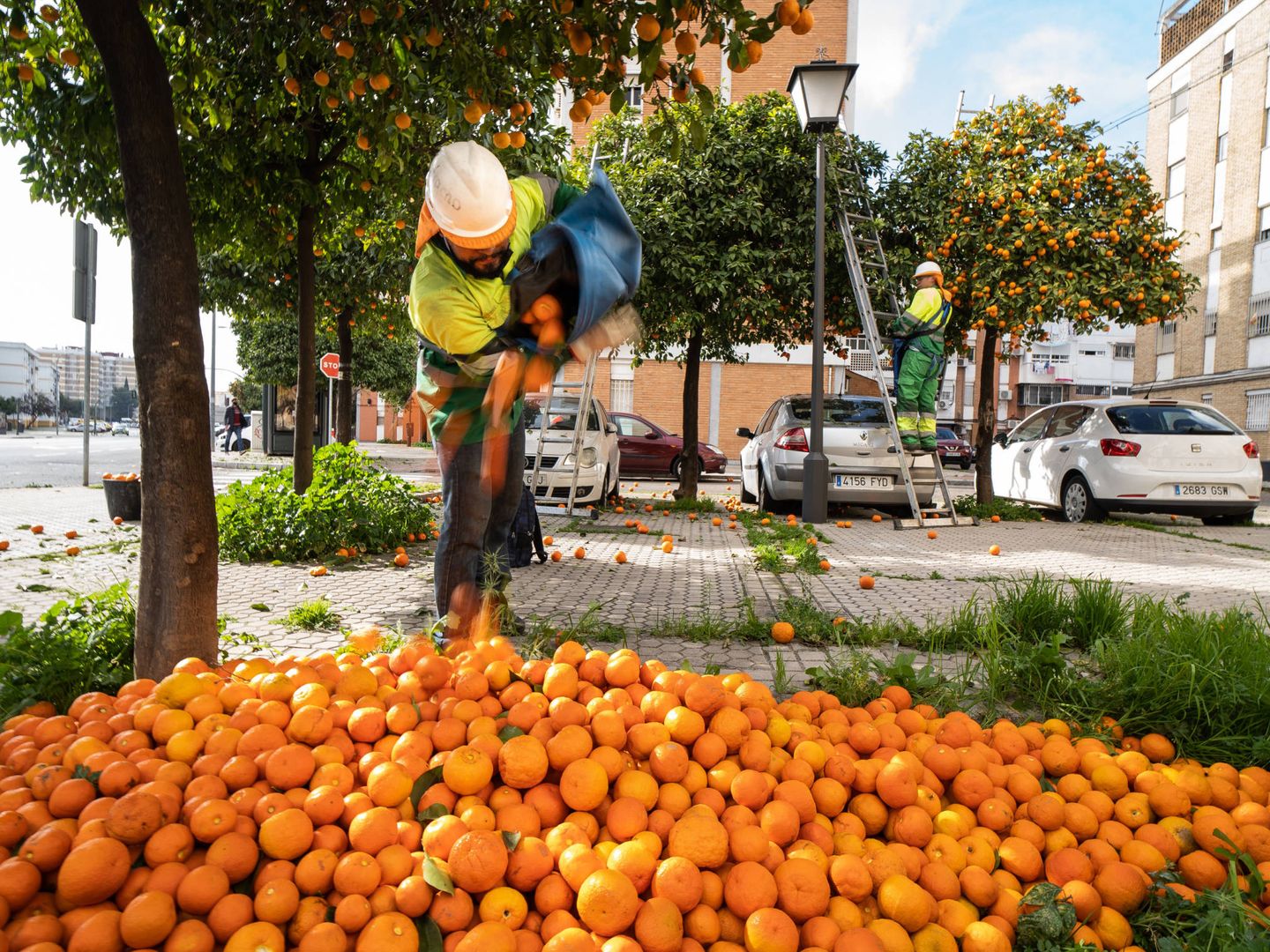 El jornalero Omar Álvarez volcando las naranjas recogidas. (Fernando Ruso)