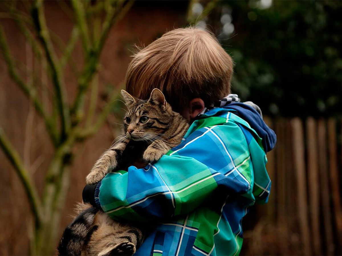 Foto: Los beneficios que tiene para los niños jugar con un gato (Pixabay)