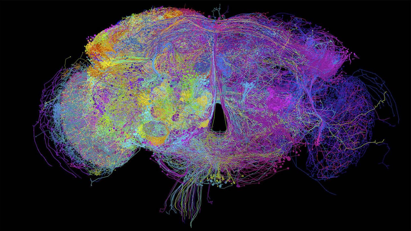 El cerebro de una Drosophila como nunca se había visto (Universidad de Cambridge)