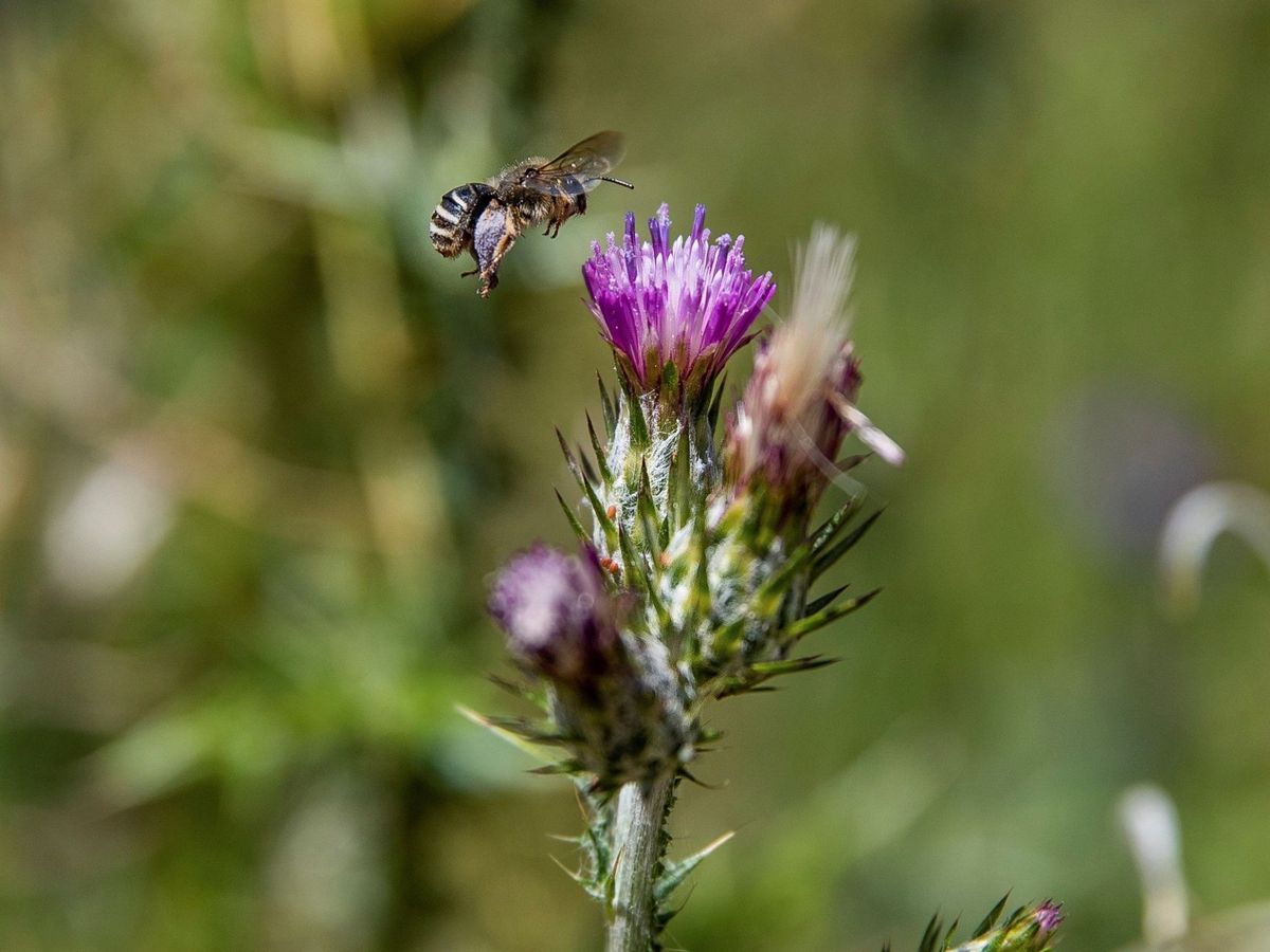 Foto: Una abeja se acerca a una flor en Madrid. (EFE/Rodrigo Jiménez)