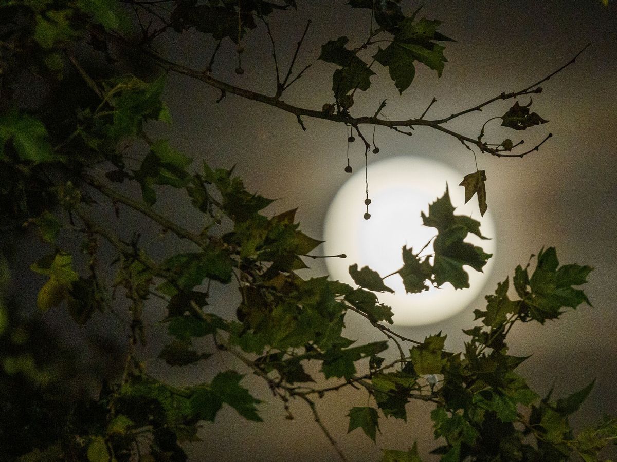 Foto: Última luna llena del año: horario y dónde ver mejor la Luna Fría. (EFE/Javier Belver)
