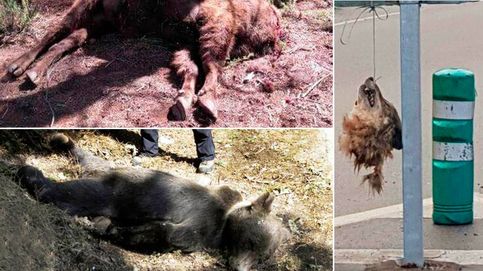 Bisontes, lobos y osos: España no es país para especies protegidas