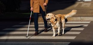 Post de Soy entrenador de perros guía y esta es la educación que reciben para poder atender a personas con discapacidad