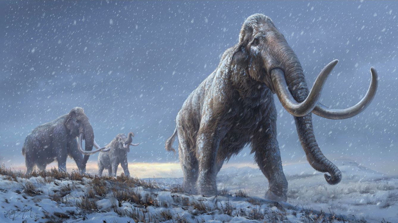 Los mamuts vivieron en Europa y Norteamérica durante el último periodo glaciar. (Reuters)