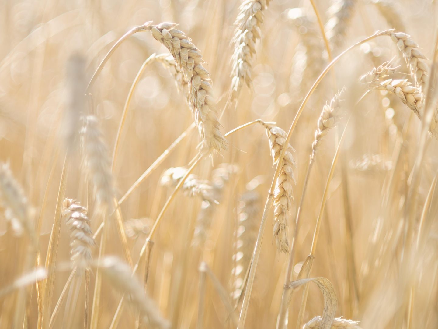 El trigo es mal compañero de los pacientes con enfermedad celiaca. (Corbis)