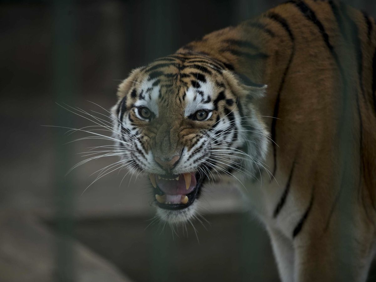 Foto: Fotografía de un tigre de bengala en un zoológico. (EFE)