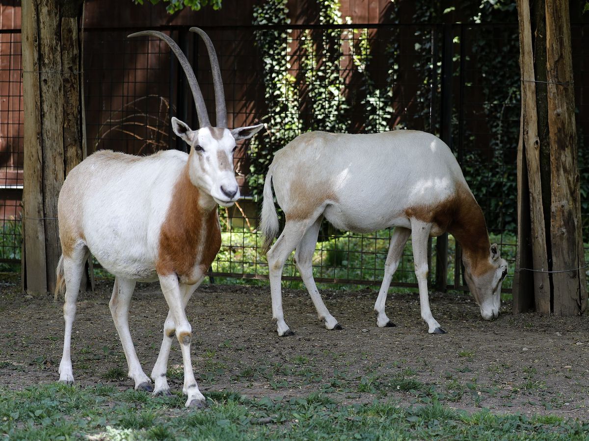 Foto: La institución cuenta con cuatro machos y tres hembras de oryx blancos (EFE/EPA/Antonio Bat)