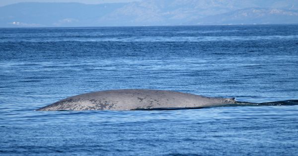 Foto: Una de las ballenas azules avistadas en Galicia (BDRI)