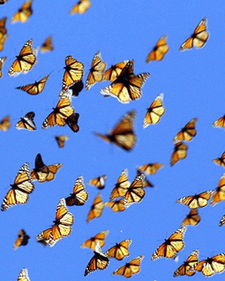 Foto: Las mariposas migratorias ‘huelen’ su camino en lugar de mirarlo