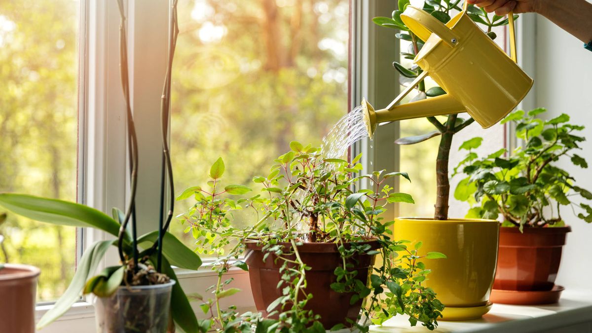 5 consejos para ahorrar agua cuando riegas tus plantas
