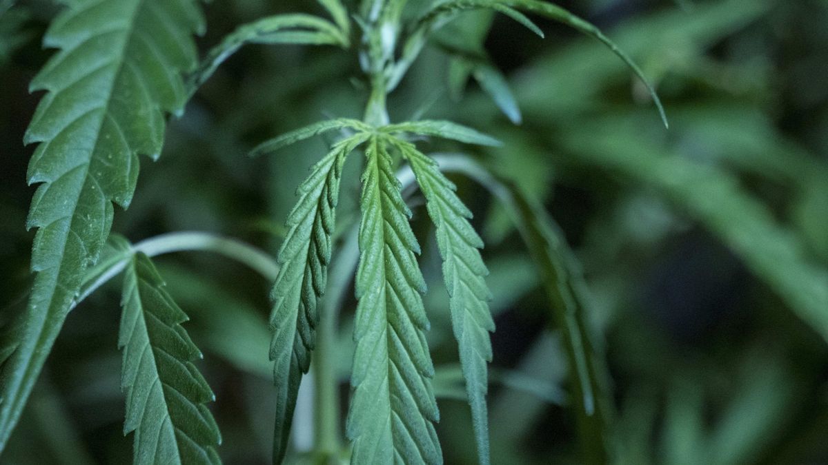 Localizadas 253 plantas de marihuana en Roquetas de Mar tras quejas por el olor