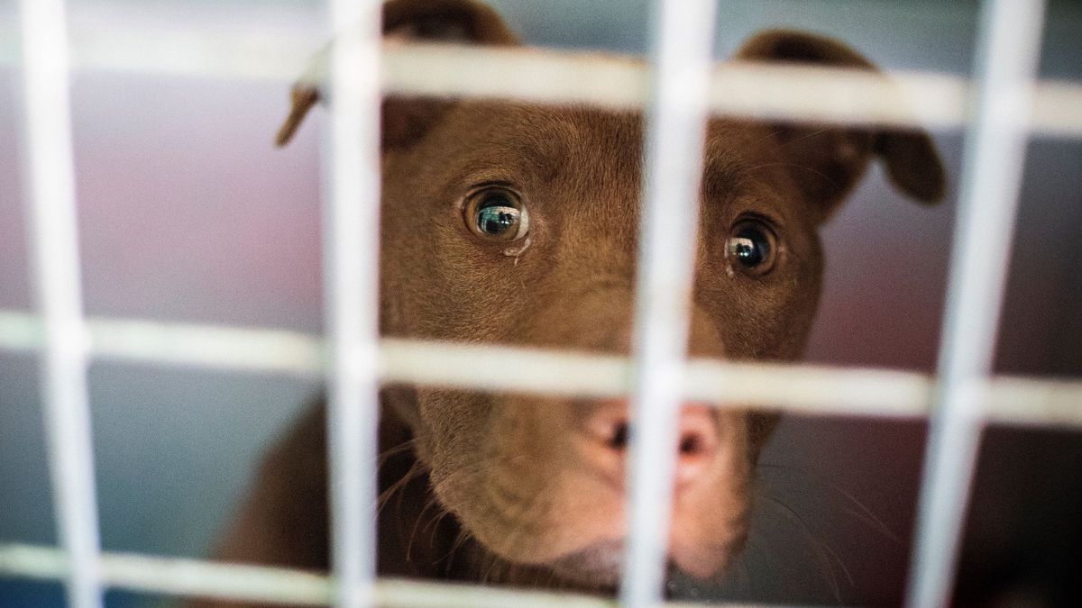 Corea del Sur prohibirá el sacrificio de perros para el consumo de carne bajo pena de hasta 3 años de cárcel