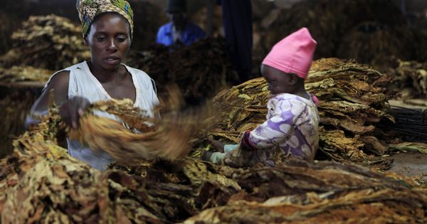 Foto: A woman sorts tobacco leaves at a farm ahead of the tobacco selling season in Harare