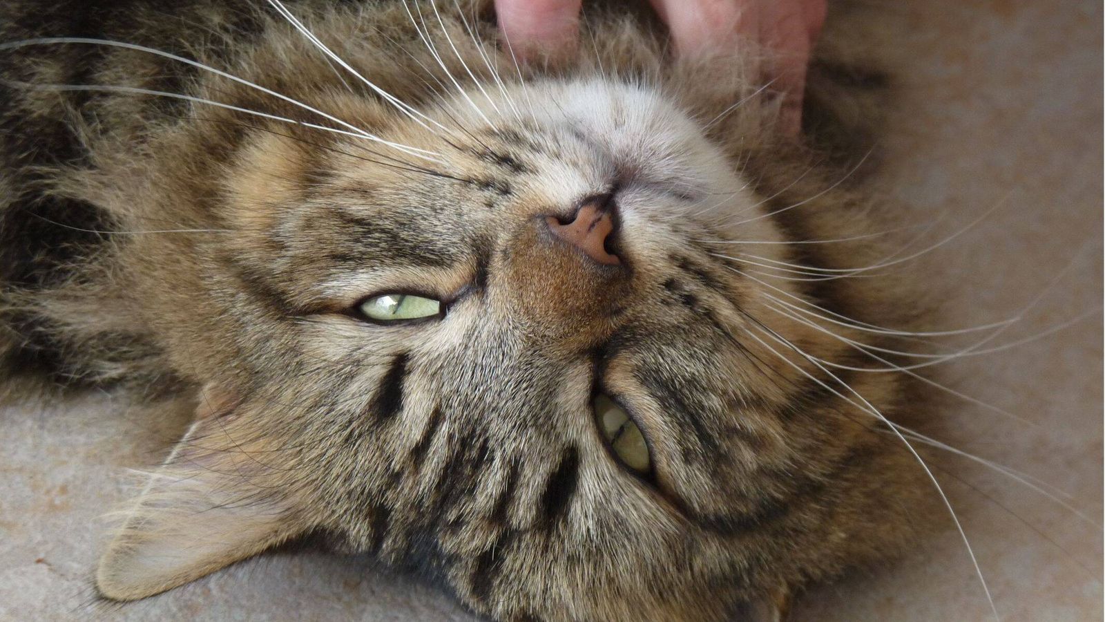 Los veterinarios coinciden: tratar a los gatos como si fueran perros pequeños puede perjudicar su bienestar
