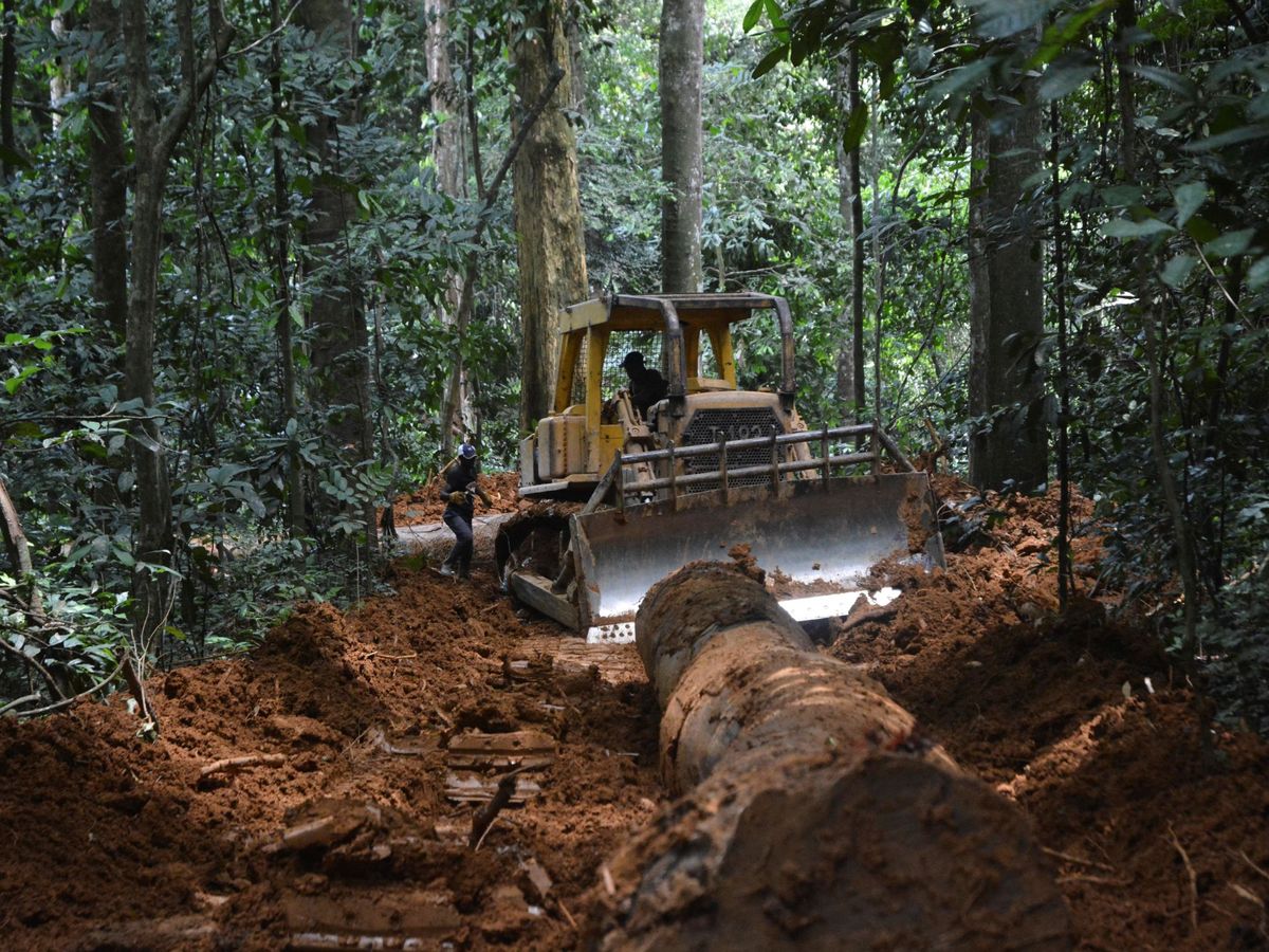 Foto: La tala ilegal de bosques provoca la destrucción del ecosistema y facilita la aparición de nuevos brotes de enfermedades