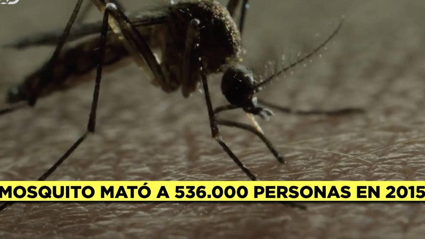 El mosquito está considerado como el mayor depredador del ser humano.