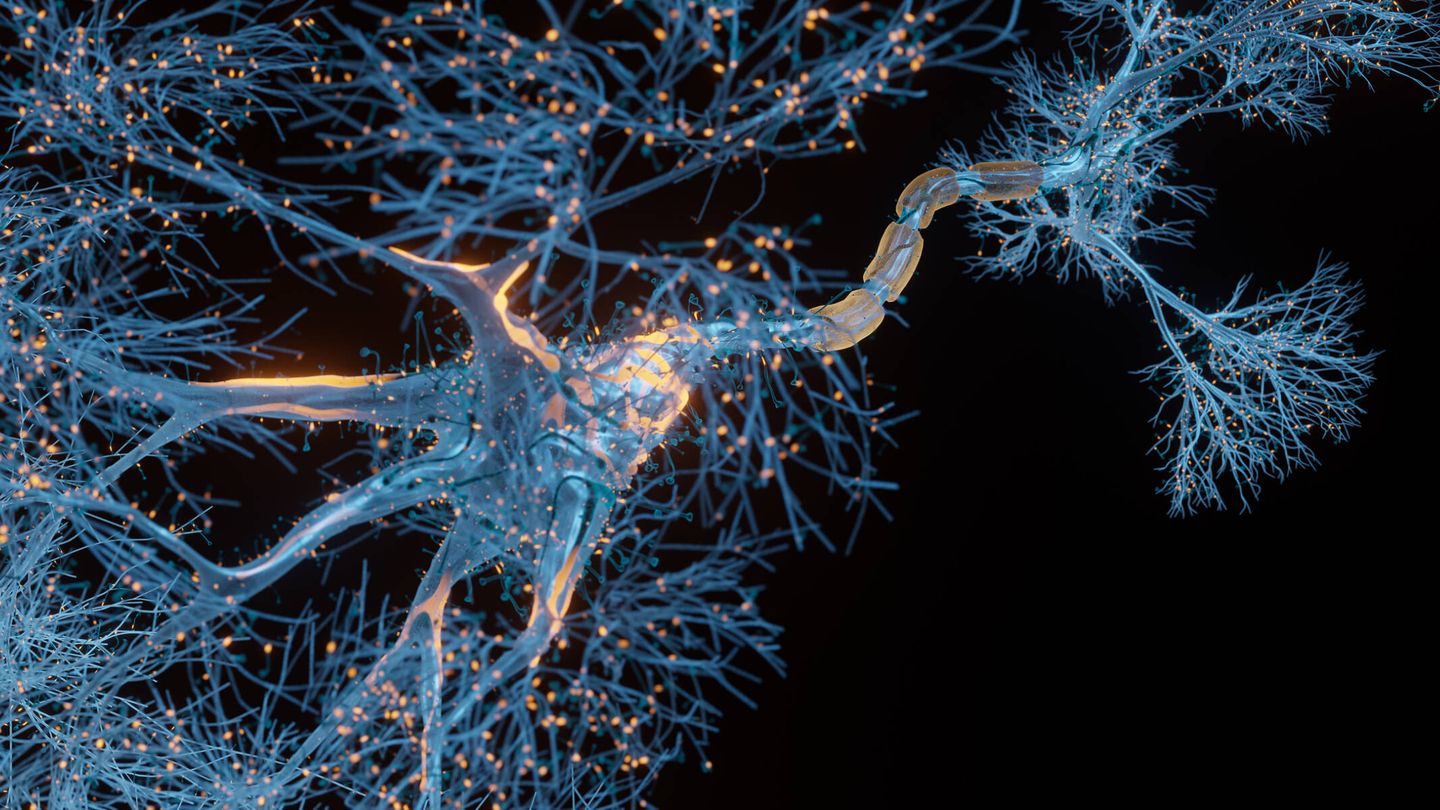 Una neurona y sus dendritas. (iStock)