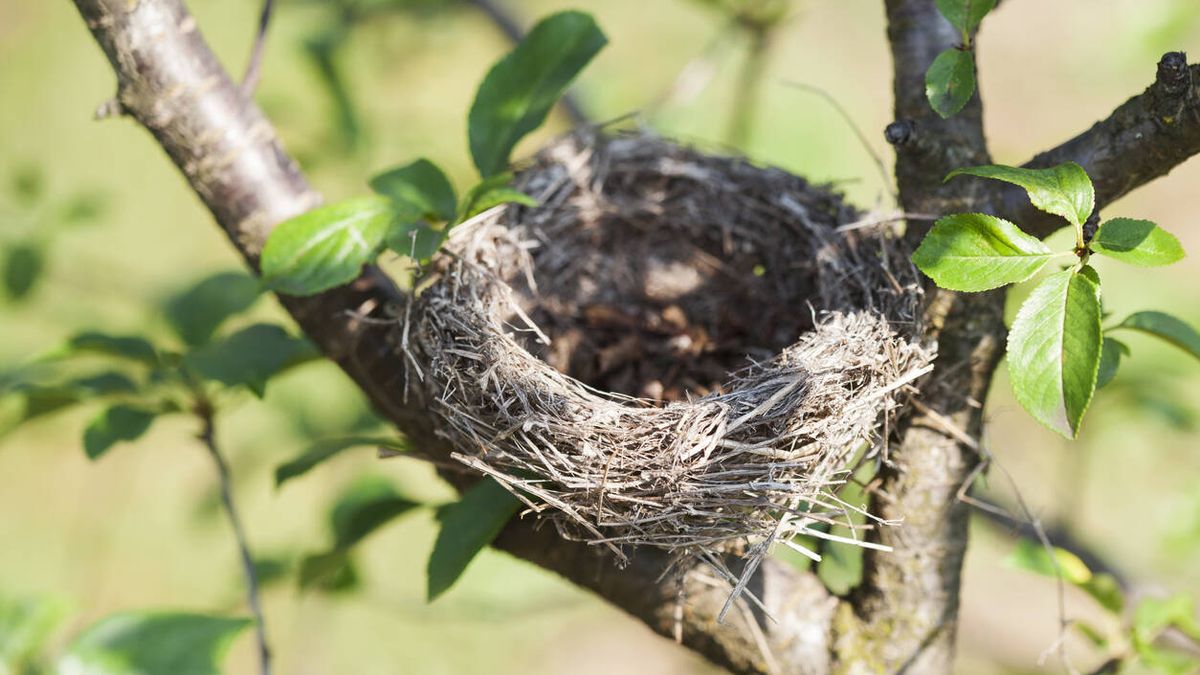 Un nuevo estudio explica por qué los nidos de pájaros son tan resistentes