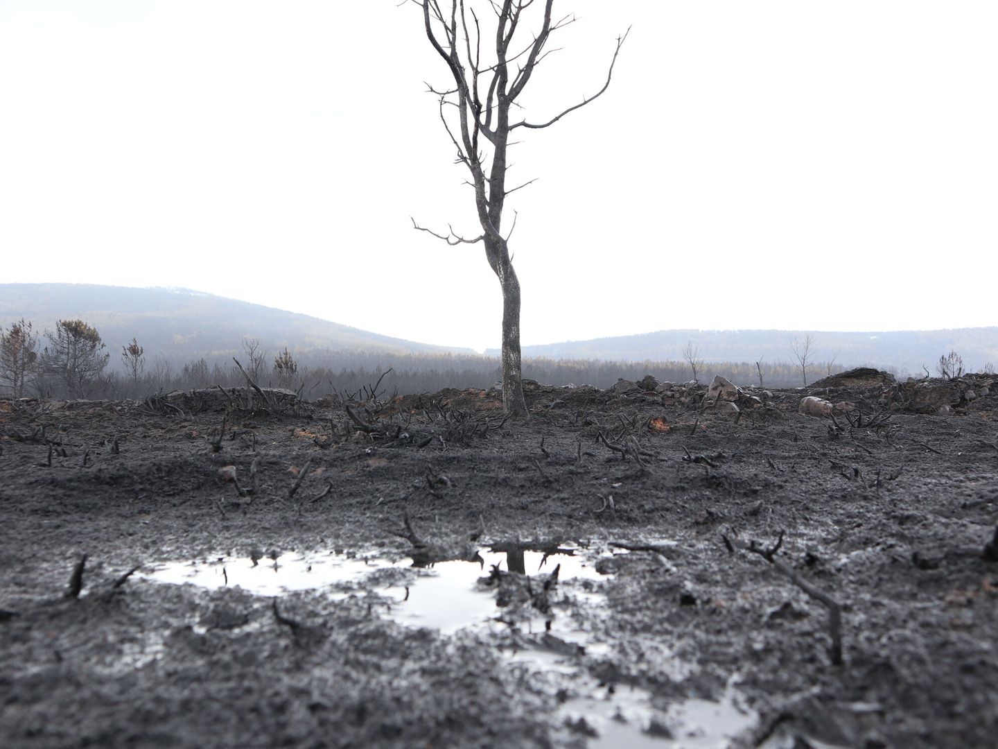 Efectos provocados por el incendio forestal en la sierra de la Culebra (Zamora). (EFE/Mariam A. Montesinos)