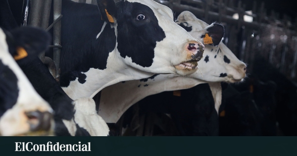 La paradoja de la leche gallega: récord de producción en las granjas peor pagadas