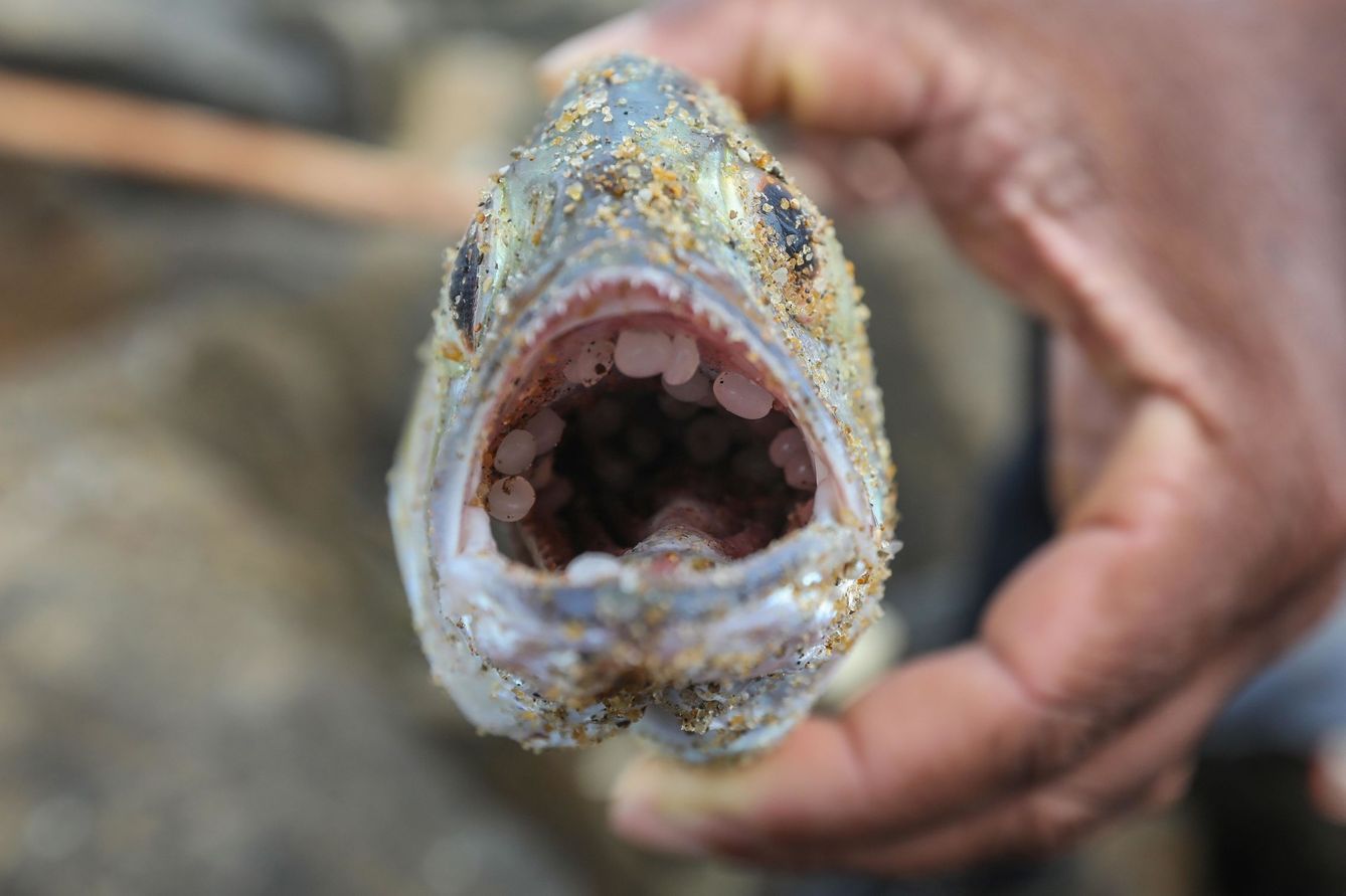 Un hombre muestra un pez muerto cuya boca ha aparecido llena de residuos plásticos tras el incendio en un barco que transportaba productos químicos en la costa de Sri Lanka. (EFE/Chamila Karunarathne)