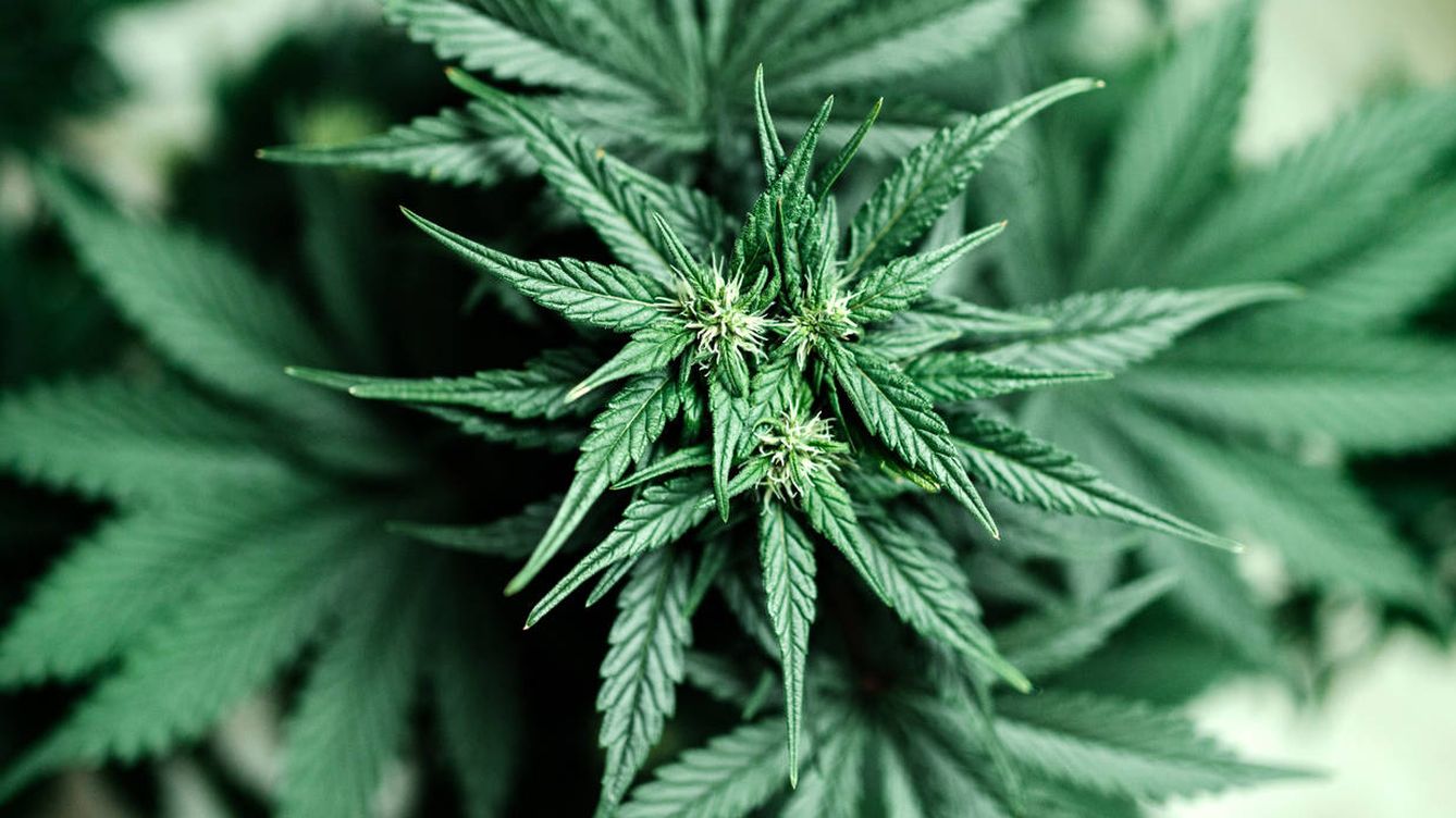 ¿Por qué y cómo invertir en cannabis?
