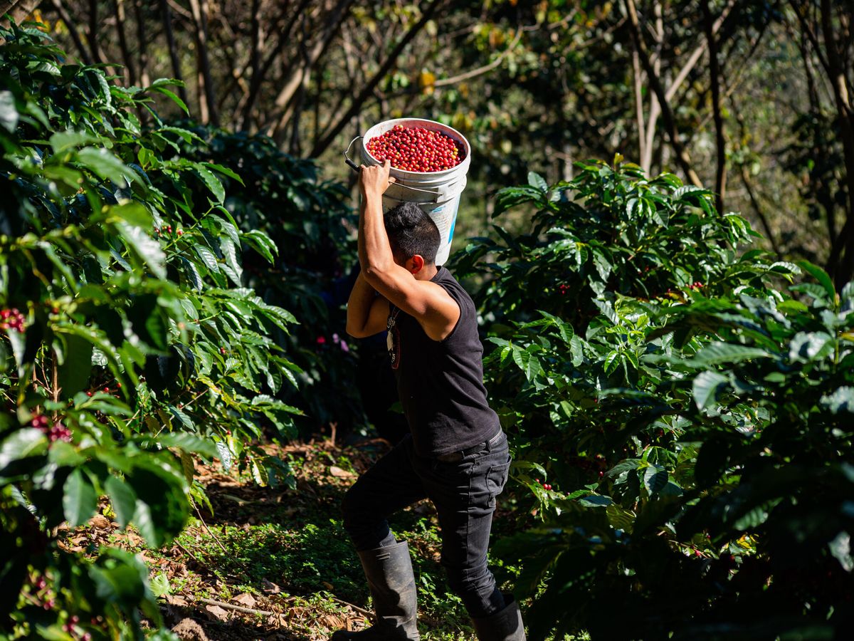 Foto: Un agricultor recolecta frutos de la planta de café en Chiapas (México). (EFE/Carlos López)