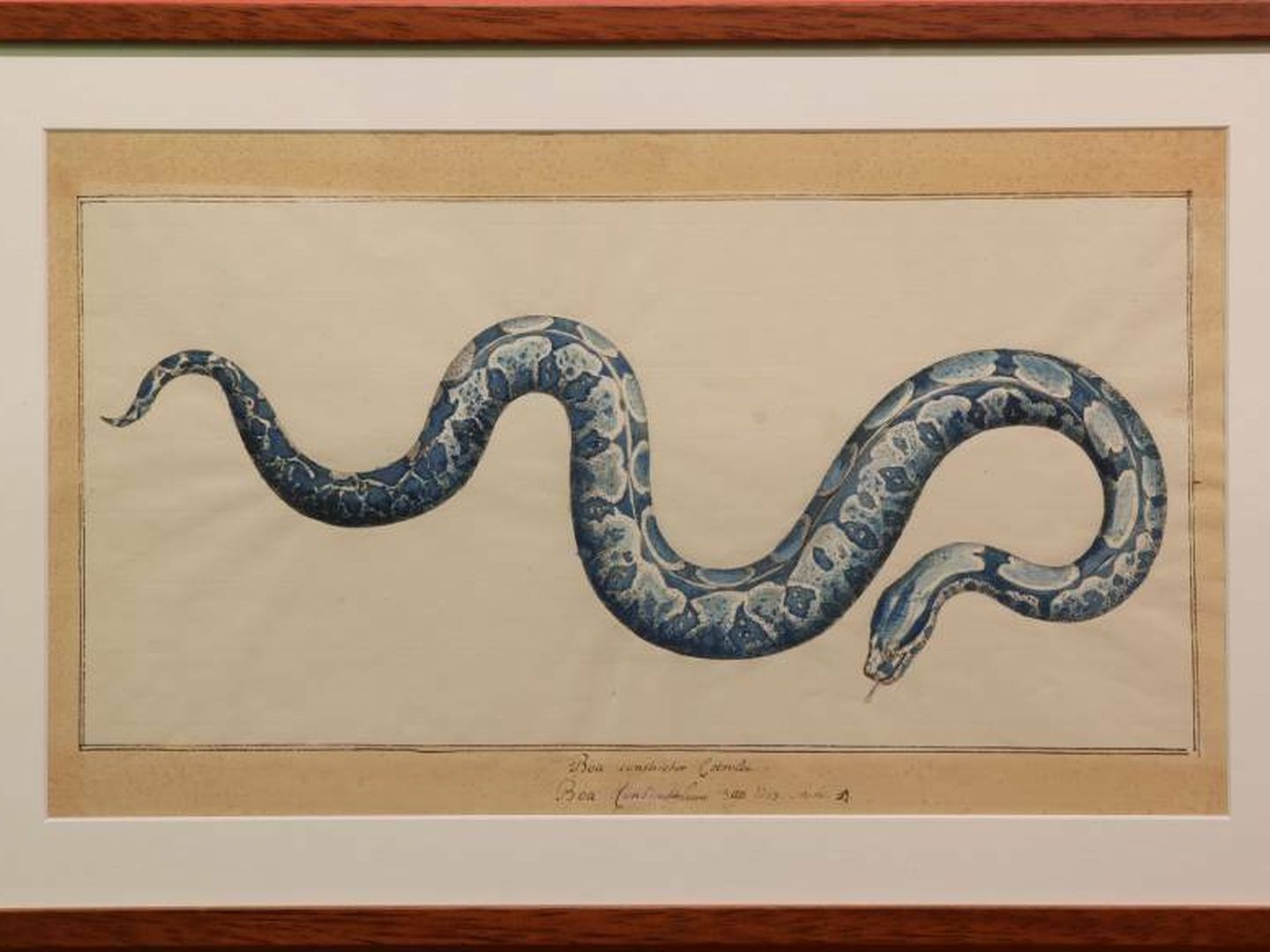 Estampa de una boa constrictora (Boa constrictor) del zoólogo neerlandés Albertus Seba (1665-1736). (Archivo del Museo)