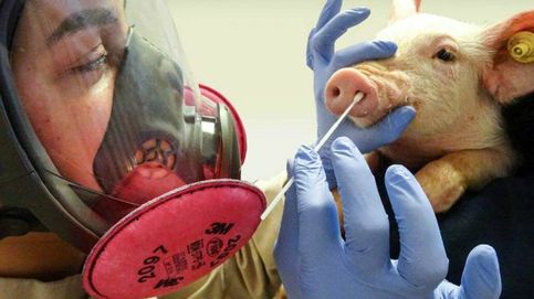 Las 400 veces que la gripe porcina ha saltado de humanos a cerdos