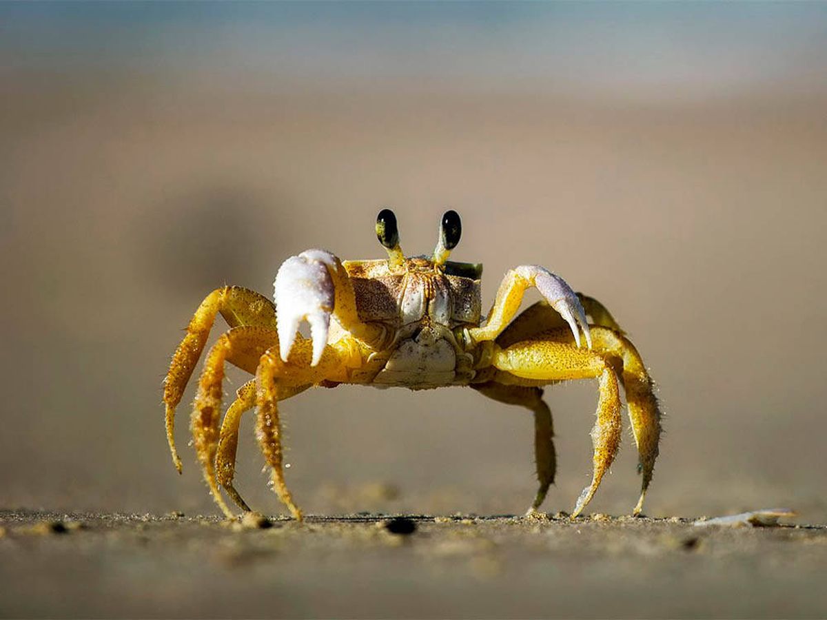 Foto: Un cangrejo en un ámbar de 100 millones de años ayuda a tejer su evolución (Pixabay)