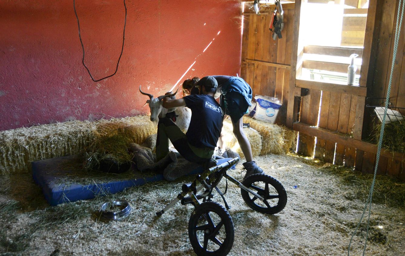 Laura y Edu, cuidando de la cabra Estrella. (Foto: M. Z.)