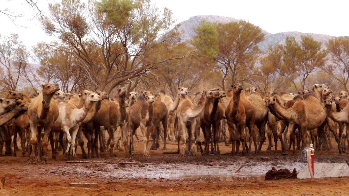 Camellos, en Australia. (EFE)