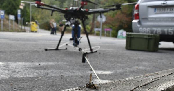 Foto: La velutina muerta en primer plano y el dron por detrás (Aerocamaras)